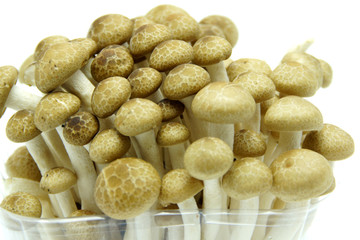 Japanese Shimeji Mushroom