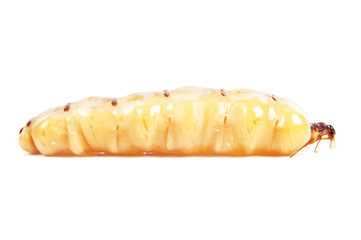 Queen termite