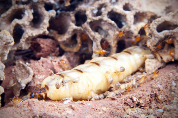 Queen termite