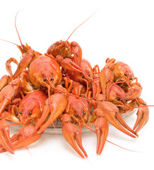 Boiled crayfish closeup
