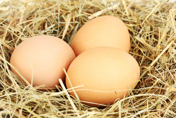 brown eggs in a nest of hay on white background close-up