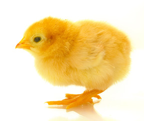 beautiful little chicken isolated on the white