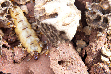 Queen termite