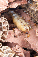 Queen termite