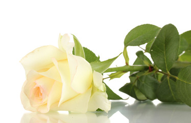 Cream rose isolated on white