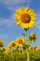 Beautiful sunflower