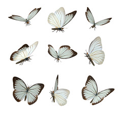 A 3D rendered set of 9 beautiful Butterflies isolated on a white background