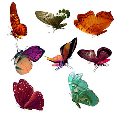 A 3D rendered set of 8 beautiful Butterflies isolated on a white background