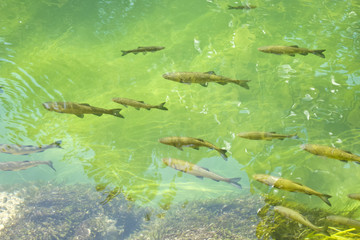 group of fishes in fresh water lake