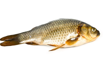 freshwater fish carp