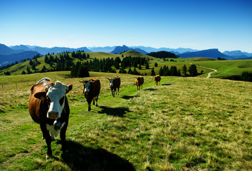 vaches en troupeau