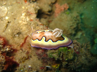 Nudibranch