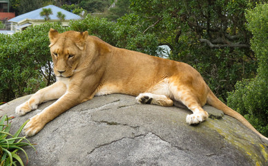 Lion rest on a rock