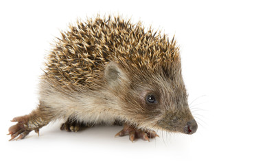 hedgehog isolated