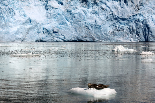 Alaska Glacier and seal