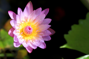 pink lotus in sunshine after hard raining