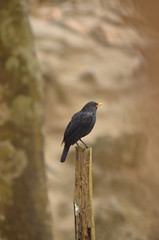 Fototapeta premium Bird [ Blue Whistling-Thrush ] in the nature of Thailand
