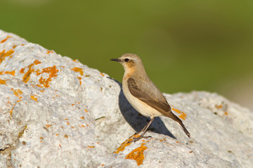 Female Northern Wheatear
