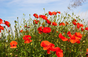 Obraz premium Closeup of poppies in various growth and flowering stages