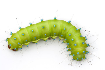 Huge emerald green caterpillar