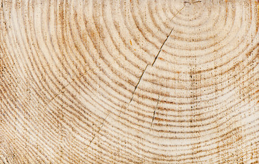 Naklejka premium Wooden texture of a tree trunk