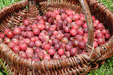groseilles à maquereau