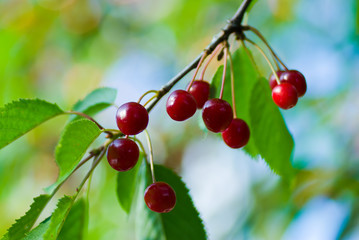 Branch of cherry tree with berries in summer.