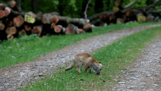 Jungfuchs