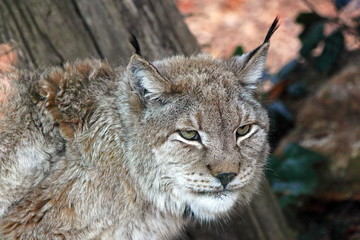 European lynx