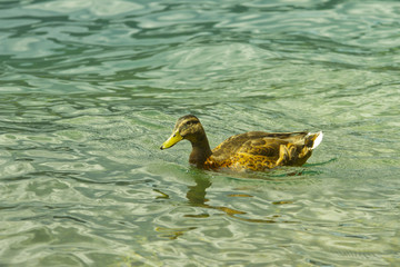Duck