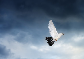 Obraz premium Dove in sky