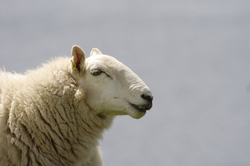 Sheep