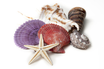 Muscheln © Werner Fellner