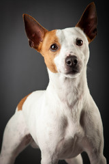 Jack Russell Terrier