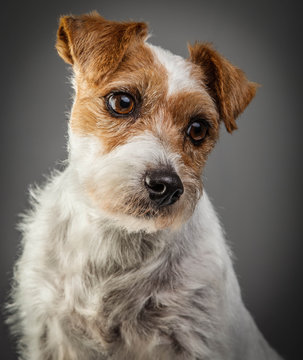 Parson russell terrier portrait