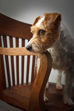 Parson russell terrier portrait