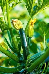 Organic Zucchini - 43337846