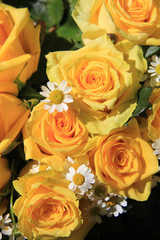yellow roses and matricaria in sunlight