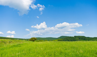 Fresh meadow