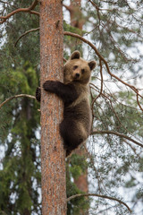 Obraz premium Brown bear climbing tree in Tiaga forest