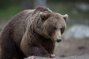 Naklejka na ściany i meble Brown bear in Tiago forest