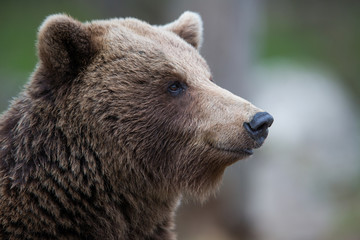 Brown bear in Tiago forest