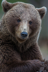 Obraz na płótnie Canvas Brown bear portret