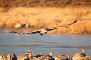 Sandhill Crane  (Grus canadensis)