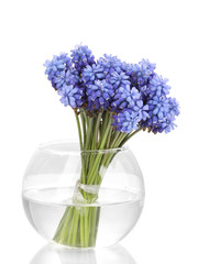 Muscari - hyacinth in vase isolated on white