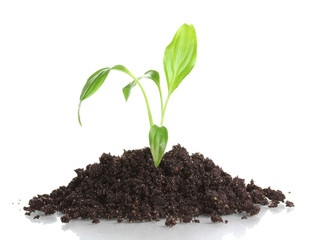 Young plant in ground isolated on white