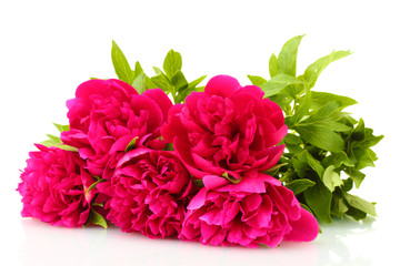 beautiful pink peonies isolated on white