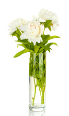 beautiful white peonies in glass vase with bow isolated on