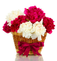 beautiful pink and white peonies in basket with bow isolated