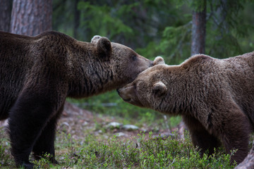 Brown bears showing affection